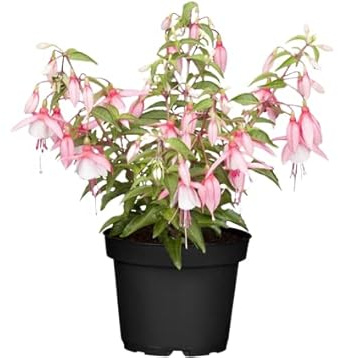 Fucsia Natural Planta Resisitente Ideal para Decorar el Interior del Hogar
