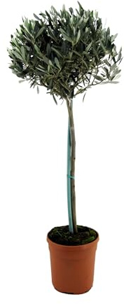 Plant in a Box - Olea Europaea - Olivenbaum - Höhe 155-170cm - Topf 27cm - Immergrüne Gartenpflanze Winterhart