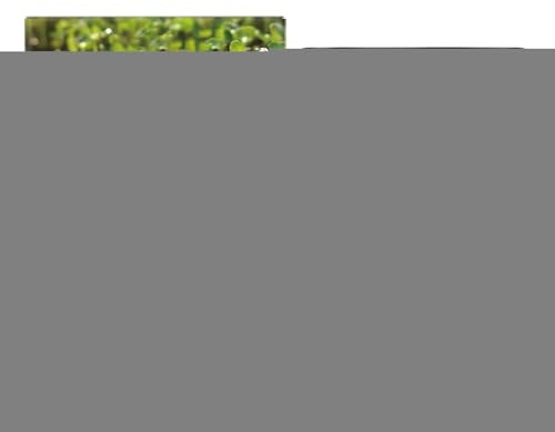 XIAOXIAOYU Rivitalizzante Del Suolo | Fertilizzante per la Resurrezione delle Piante - Forniture Naturali 100g Accessori Da Giardino Per Giardinaggio Piante Da Appartamento Propagazione Ortaggi Frutta