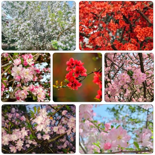 begonia di giardino arbusto di farfalle primavera giardino interno bonsái interno scalapante decorazione sala soggiorno semi 750pcs