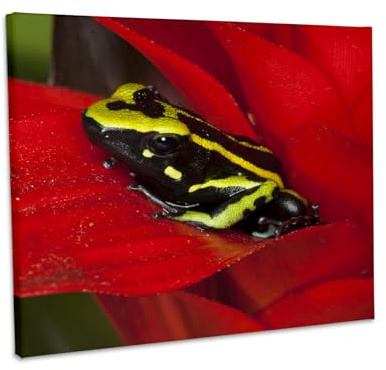 3dRose Amazon Basin, Three-stripe dart frog - NA02 BJA0026 - Jaynes Gallery Museum Grade Canvas Wrap 20x16