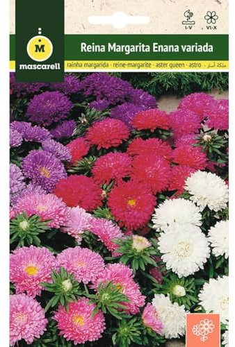 Mascarell Graines, Reine Marguerite naine variée, graines de fleurs d'extérieur pour décoration, 1 g
