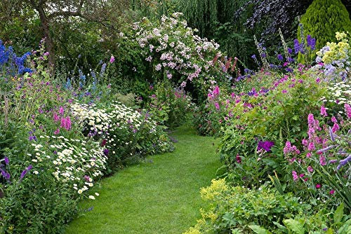 Cottage Garden Favourites 6 x 9CM Plants Mixed Perennial Collection, Ready to Plant Out