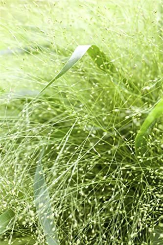 Panicum virgatum 9x9 cm Topf – Winterhart, Mehrjährig, Pflegeleicht – Rutenhirse – Ziergras für Beet & Kübel