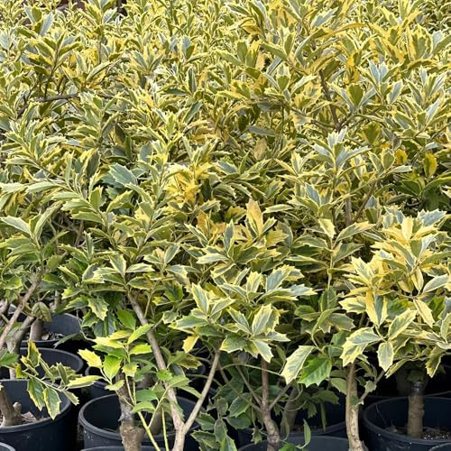 Semi di agrifoglio resistenti, Le sempreverdi sono resistenti, Ilex chinensis, decorazione del giardino per esterno, 50pcs