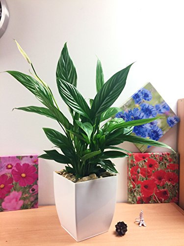 Peace Lily Serenity (Peace Lily): Gloss White Milano Pot House Plant for Air-Purifying, Tranquility, Serene Decor, Healthy Living Spaces