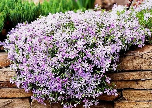 1 Pack of 160 SEEEDS Mountain Phlox - Linanthus Grandiflorus