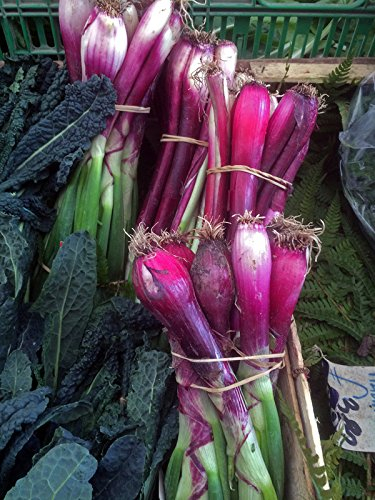 Zwiebel 'Lange Rote von Florenz' (Allium cepa) 500 Samen Zipolle Lauchzwiebel