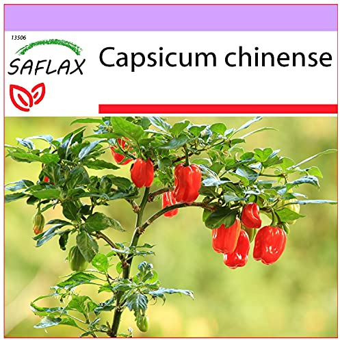 SAFLAX - Chile habanero red antilles - 10 semillas - Capsicum chinense