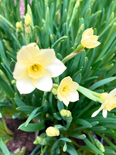 10 x 'Minnow' Dwarf Daffodil Bulbs (Narcissus tazetta) Free UK Postage