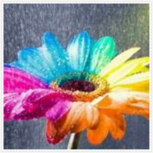 Semillas de girasol para sembrar,semillas De girasol Ornamental,Semillas de girasoles Gigantes,semillas De girasol crudas,semillas de girasol gigante,semillas de girasol.-500Semillas-H