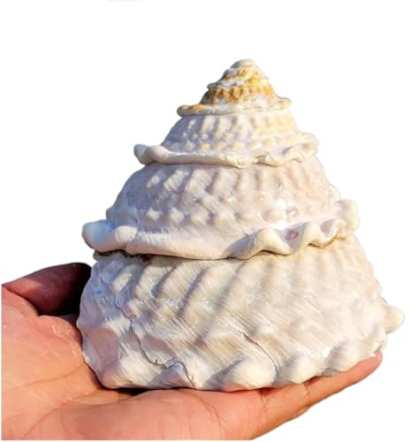 HKSDKABOP Grande Coquille de mer Naturelle, Coquille de mer 9 à 12 cm, Parfaits for Les Aquariums, Les Mariages, Les fêtes sur Le thème de la Plage, Les décorations(9 to 10cm)