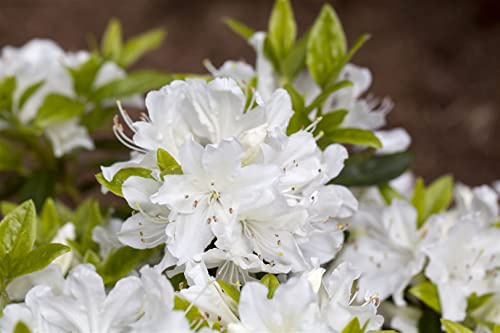 Japanische Azalee Rhododendron obtusum Palestrina 15-20 cm winterhart | Weiße Blüten, halbschattiger Standort, pflegeleicht, schnittverträglich, ideal für Garten, Balkon und Terrasse