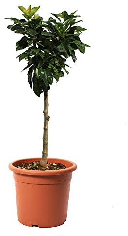 KENTIS - Poirier Nain - Pyrus Communis - Vraies Plantes d'Extérieur - Arbre Fruitier de Jardin d'Ornement - Pot de Culture Ø 24 cm