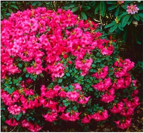 GrowOn Shrubs [2 Litre] Dwarf Rhododendron Japonica 'Whispering Rose' | Evergreen Shrub | Outdoor Garden Ready Plant | Spring Flowering | Rose Pink Flowers