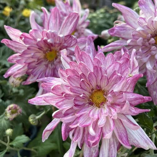 Semi di crisantemo, Semi di giardino semi di come per gli ospiti Le da 600pcs