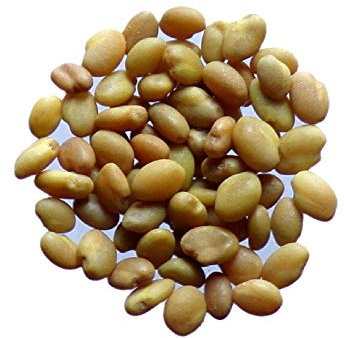 Mélilot Blanc - 15 grammes - Melilotus Alba (Engrais Vert) SEM05