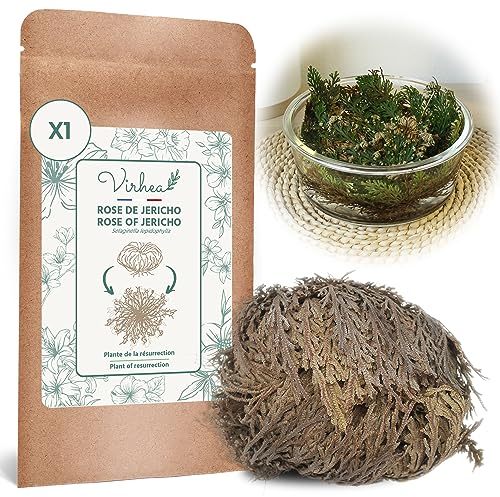 VIRHEA® Rosa de Jericho - Planta Natural Auténtica Rosa de Jerico - Flor de Jerico Verdadera para Decoración - Rosa del Desierto Viva - Ideal para Regalos y Feng Shui