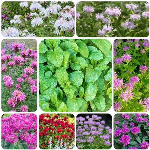 Semillas de melisa, ortiga india, jardín de interior exóticas resistentes jardín interior, parterre orgánicas 350pcs