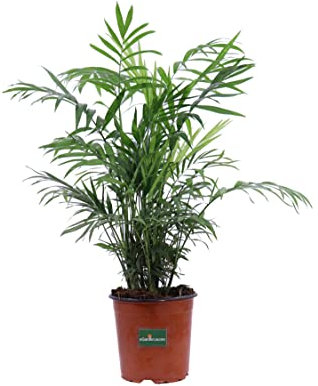 Pianta di Chamaedorea Elegans Pianta vera di Chamaedorea Elegans Pianta da interno di Chamaedorea Elegans Palma da appartamento Pianta ornamentale di Chamaedorea Elegans venduta da eGarden.store