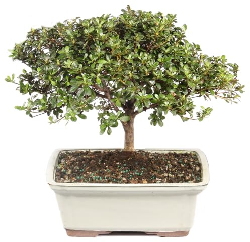 Brussel's Bonsai - Live Satsuki Azalea Flowering Bonsai Tree in Ceramic Bonsai Pot, Outdoor Bonsai Tree Live Plant, 8 Years Old, 10-14 Inches Tall, Easy Care Plant for Patio Garden (Large)