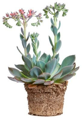 Echeveria | DECOALIVE | Planta Suculenta | Interior y Exterior | Planta Natural