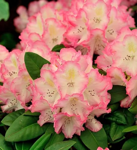 INKARHO - Großblumige Rhododendron Saskia 40-50cm - Alpenrose - lebende Gartenpflanze aus den Baumschulen