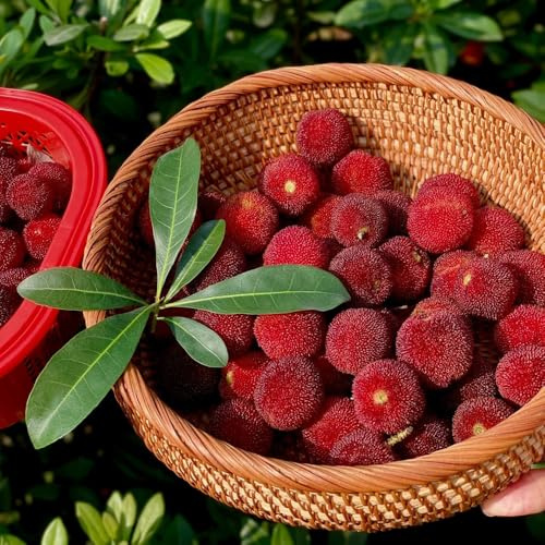 Semi di Myrica rubra da frutto nani, resistenti da frutto colonnari per giardinieri colonnare serre balcone balcone comprare semi di raro 40pcs