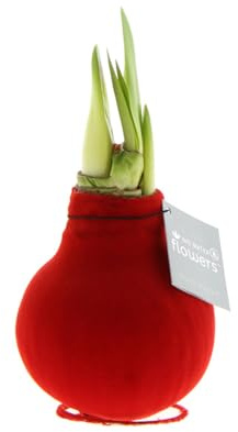 Bloomique - Amaryllis-Zwiebel in Wachs - rote Samtbeschichtung - Blumenzwiebel - keine Wasserblumen - Weihnachtsdekoration - 15-25 cm hoch bei Lieferung - wird bis zu 40-60 cm groß - 10 cm Durchmesser