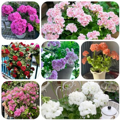 semillas de geranio colgante semillas, sombra pelargonio de jardín, rocas resistentes para bancales 100pcs