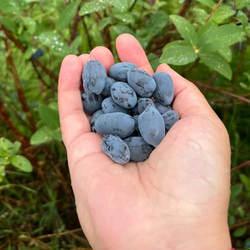 semi di lonicera caerulea di Mirtillo siberiano da giardino resistenti perenni, interno decorazione 45pcs