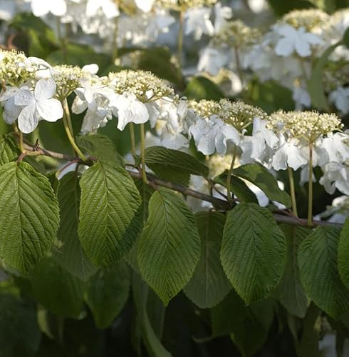 Etagen Schneeball Mariesii 30-40cm - Viburnum plicatum - lebende Gartenpflanze aus den Baumschulen