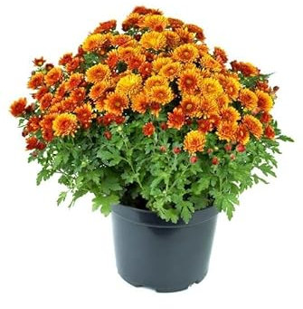 DECOALIVE Planta de Crisantemo Natural con Colores Mix