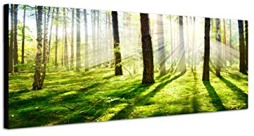 Augenblicke Wandbilder Keilrahmenbild Wandbild 150x50cm Wald Bäume Frühling Sonnenstrahlen
