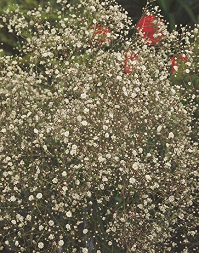 Schleierkraut in weiß Gypsophila1 Wurzelstück Winterhart Staude