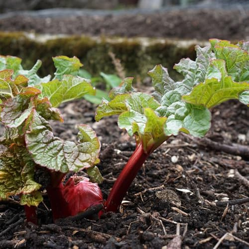 10 pz Semi di rabarbaro perenni biologici semi di verdure piante decorative Rheum rabarbaro - semi di piante vegetali giardino delle erbe, regali del giardino piante da giardino perenni