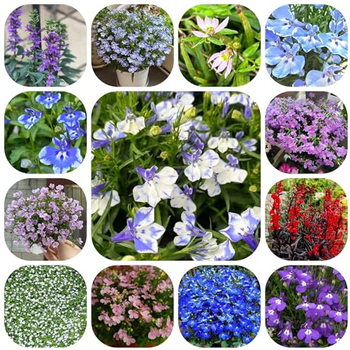 männertreu hängend winterharte kübelpflanzen männertreu winterharte garten für sonnige plätze balkon blumensamen mehrjährig winterhart 350samen