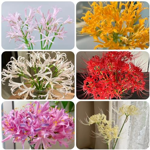 giglio ragno, giglio di sangue - Coltivare da giardino sul lycoris radiata da giardino e decorazione soggiorno 4bulbi