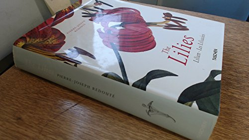 Redoute Lilien: JU (Jumbo S.)