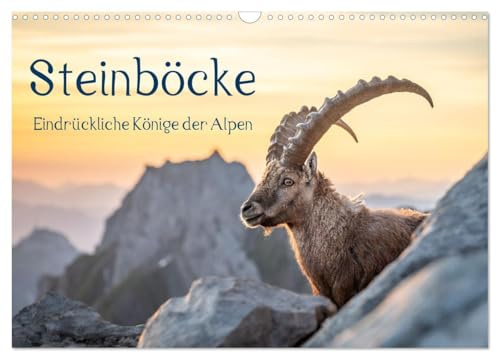 Steinböcke - Eindrückliche Könige der Alpen (Wandkalender 2026 DIN A3 quer), CALVENDO Monatskalender: Stolze Steinböcke in den Schweizer Alpen (CALVENDO Tiere)