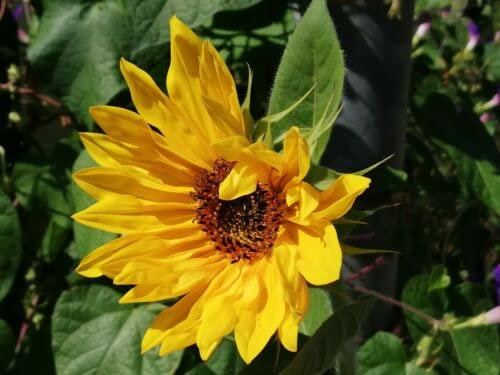 SEMILLAS Hay muchos ingredientes valiosos en las semillas del girasol gigante.