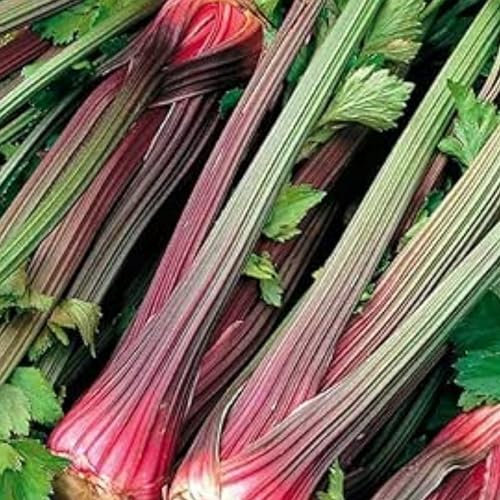 Celery Seeds - 200 Red Giant Celery Seeds - Plant and Grow Your Own Vegetables for Gardens, Pots & Allotments – Suitable for Indoor & Outdoor Planting – Packed in The UK by Meldon Seeds