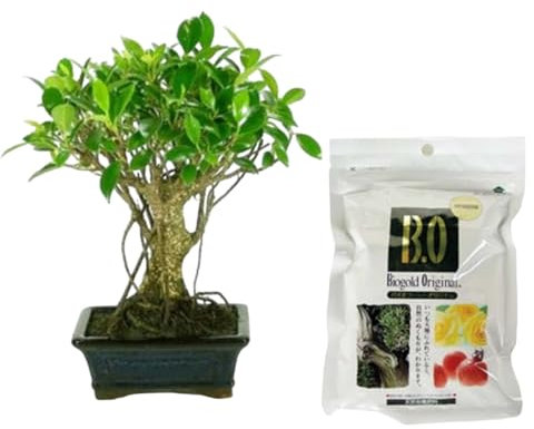 Verdecora Bonsái Ficus 5 años | En maceta de cerámica 15x10x5cm + Biogold 900gr | Ficus retusa | Planta Natural de Interior | Follaje Compacto y Elegante | Ideal para Decoración Zen y Regalo