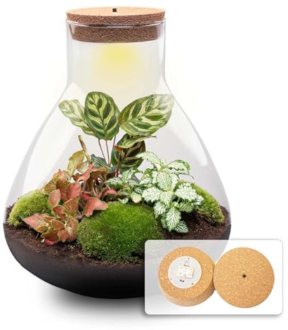 urbanjngl - Sam XL Red - Pflanzen Terrarium mit Licht - DIY Kit für EIN geschlossenes Ökosystem - Durchmesser 30 cm, Höhe 32 cm, rot