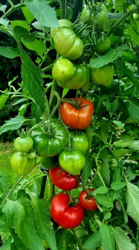 Samenchilishop Tomate Saatgut Anna Russian, 10 Samen