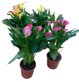 Pack 4 Calas Vivas Plantas con Flores de Colores para el Exterior o el Interior del Hogar