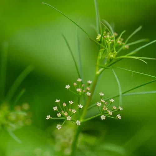 Semi di cerfoglio, Chaerophyllum villosum, semi di selvatiche esotiche medicinali balcone con aiuola da giardino roccioso resistenti rare prodotti 100pcs