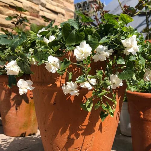 Duftveilchen schnittblumen kräuterbeet indoor blumendeko kräutersamen winterharte stauden für pralle sonne frühlingsblumen blumenbeet balkon gartenkräuter pflanzenkübel bodendecker 100samen
