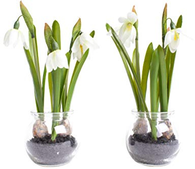 Nova-Nature künstliche Frühlingsblume im Glas (2 Stück) (Schneeglöckchen)