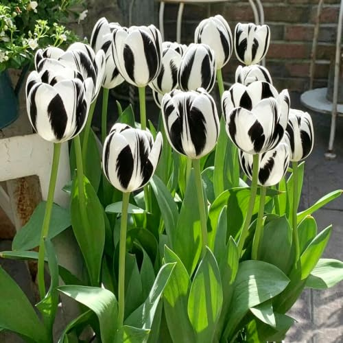 9bulbos de tulipán silvestres en el balcón Cubresuelos resistentes